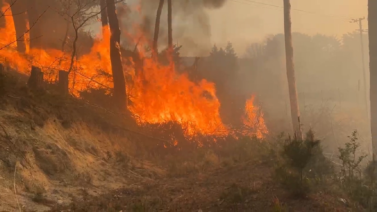 八戸ブロックの援助隊が活動した、岩手県大槌町赤浜地区の山林火災＝２４日夜（八戸消防本部提供）