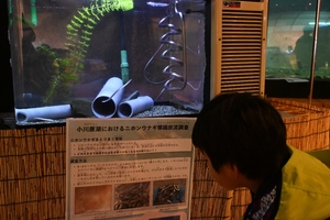 大きくなる前に見に来て!　マリエントでクロコウナギの展示始まる　成長途中、全国的にも珍しい姿/八戸