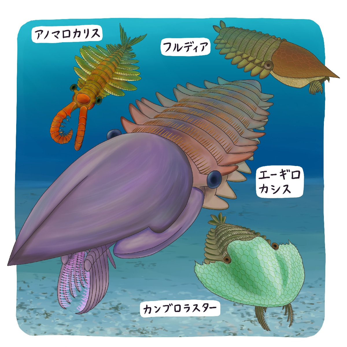 　（ｃ）迫野貴大