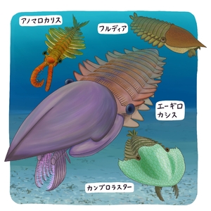 【古代のモンスター】アノマロカリスのなかま　体の形、生き方を反映