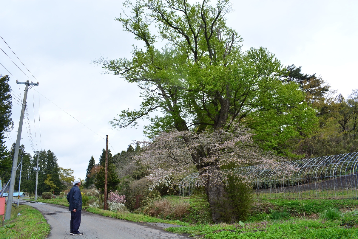 ヤマザクラが咲くカツラの大木