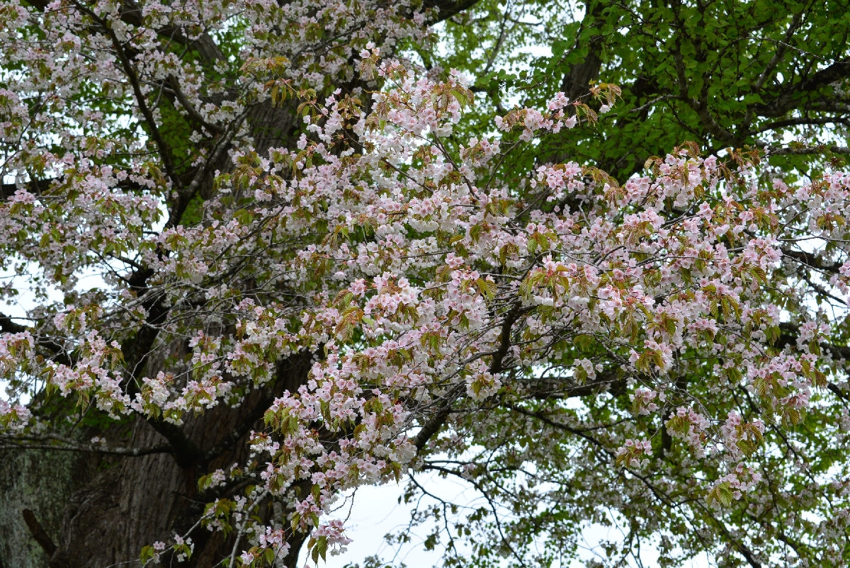 ピンクの花を咲かせるヤマザクラ