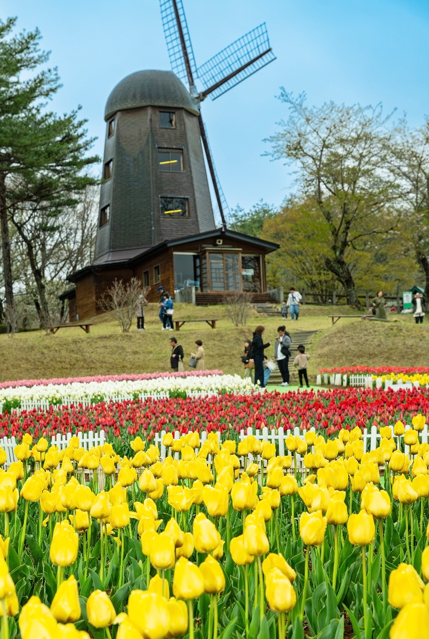 見頃を迎えているフォリストパーク・軽米のチューリップ＝２９日、軽米町