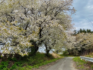 カスミザクラ一斉開花　「この密度、他にない」/野辺地
