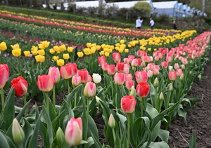 色鮮やかな10万株見頃/五戸「正子のチューリッぷ園」