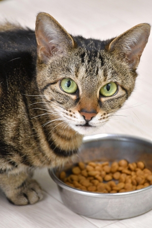 猫の食べむら、匂いが鍵? 工夫で量回復、岩手大実験