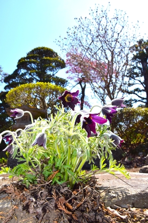 絶滅危惧種の山野草「オキナグサ」かれん　三沢・一戸さん方で開花