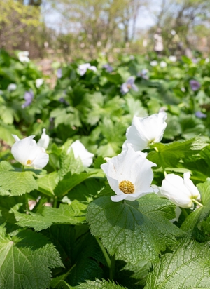“純白のドレス”なびかせ　十和田・鯉艸郷でシラネアオイ見頃