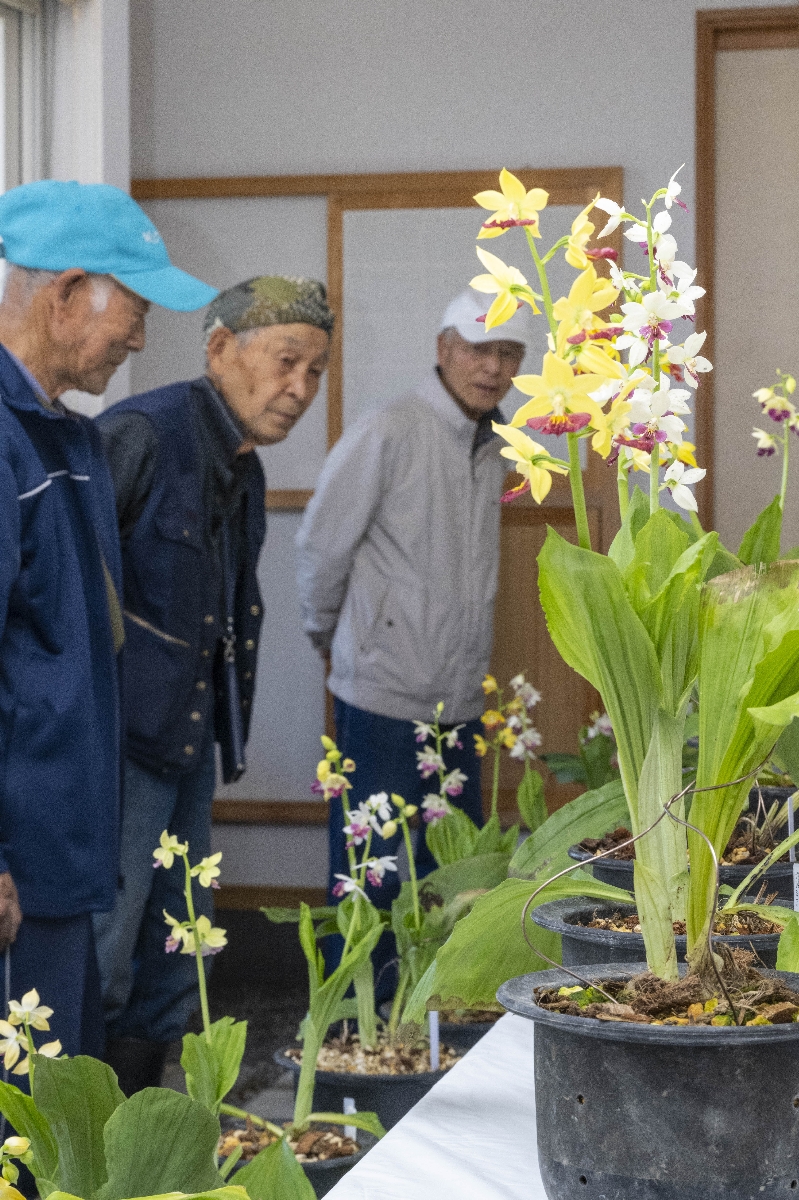 約３００株が並ぶ山野草展