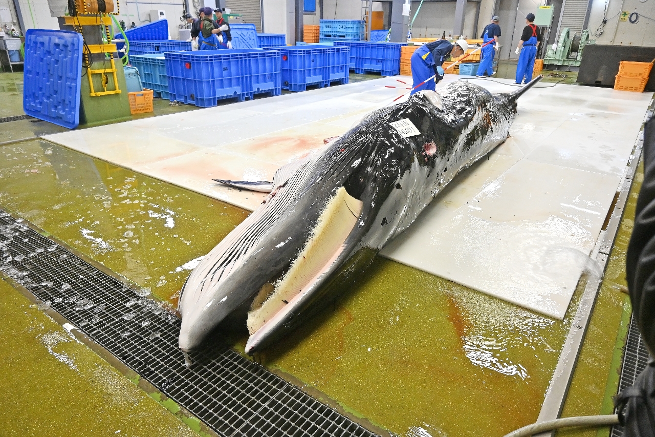 大畑港に水揚げされ八戸市内の鯨体処理場に運ばれたミンククジラ＝３日