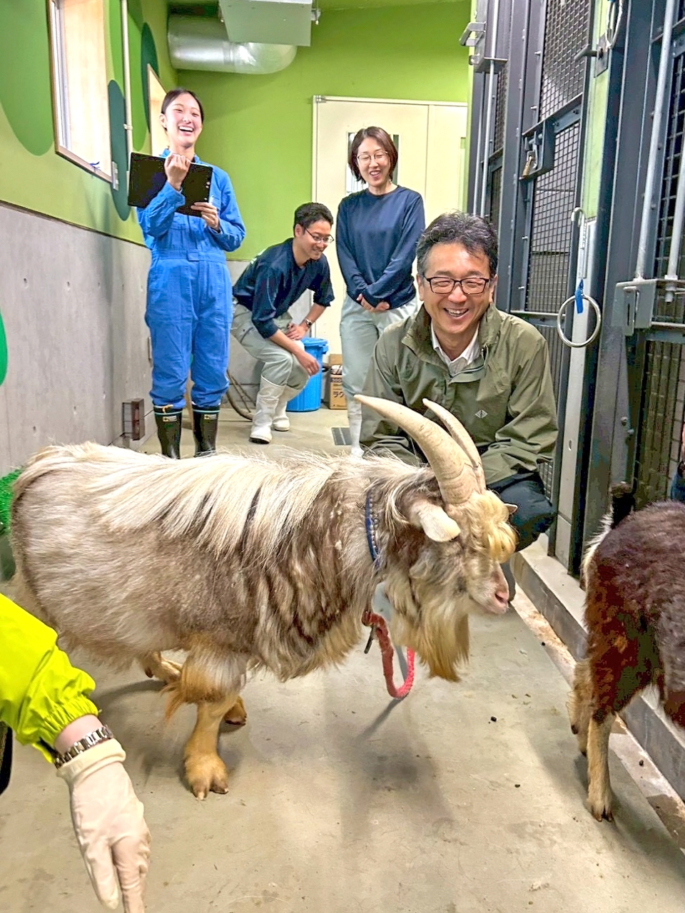 仙台市八木山動物公園で飼育されているトカラヤギの調査を行う永野昌志教授（右）＝研究室提供