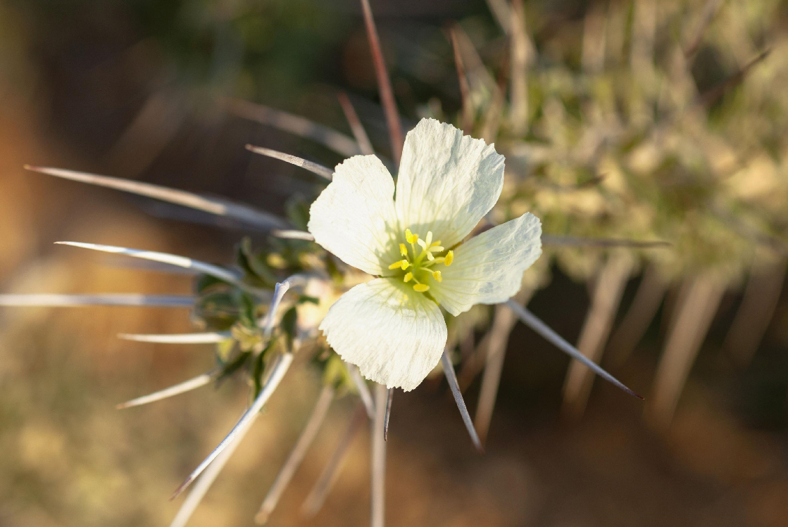 ルコカウロンの花。くきをおおう、するどいトゲが見えます=南アフリカ共和国