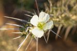 「世界おもしろ植物の旅」かわいた大地のかれんな花 サルコカウロン《📸×3》