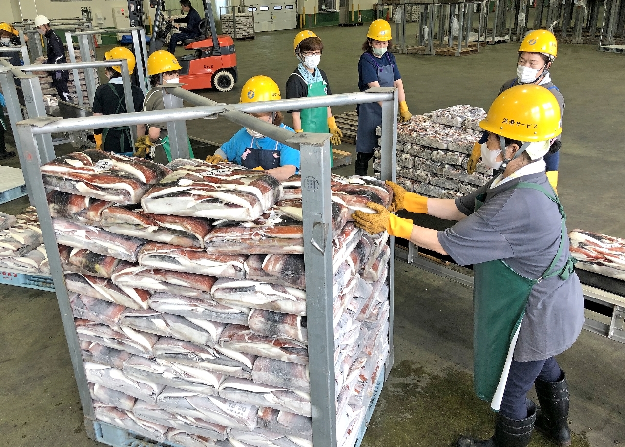 中型イカ釣り船から水揚げされる船凍ムラサキイカ=2025年7月、八戸市第3魚市場