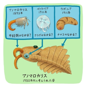【古代のモンスター】アノマロカリスの正体は? まちがいと発見の物語