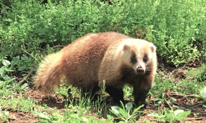 ニホンアナグマひょっこり　愛らしい姿に「ほっこり」　南部町で発見　