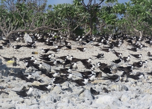 絶海に浮かぶ海鳥の楽園 核ゴミ最終処分候補地で注目の南鳥島