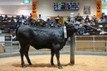 能力数値化、価格上昇に効果 小牛「ゲノミック調査」、青森県が実績公表