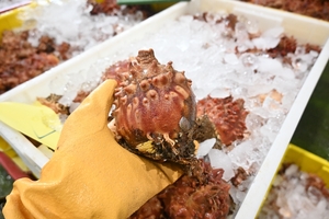 旬だより「ホヤ」(5月8日、八戸市第2魚市場)«📸×2»