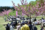 遅咲きの「関山」見頃、ステージ発表堪能　六戸・今熊保食神社で桜縁日