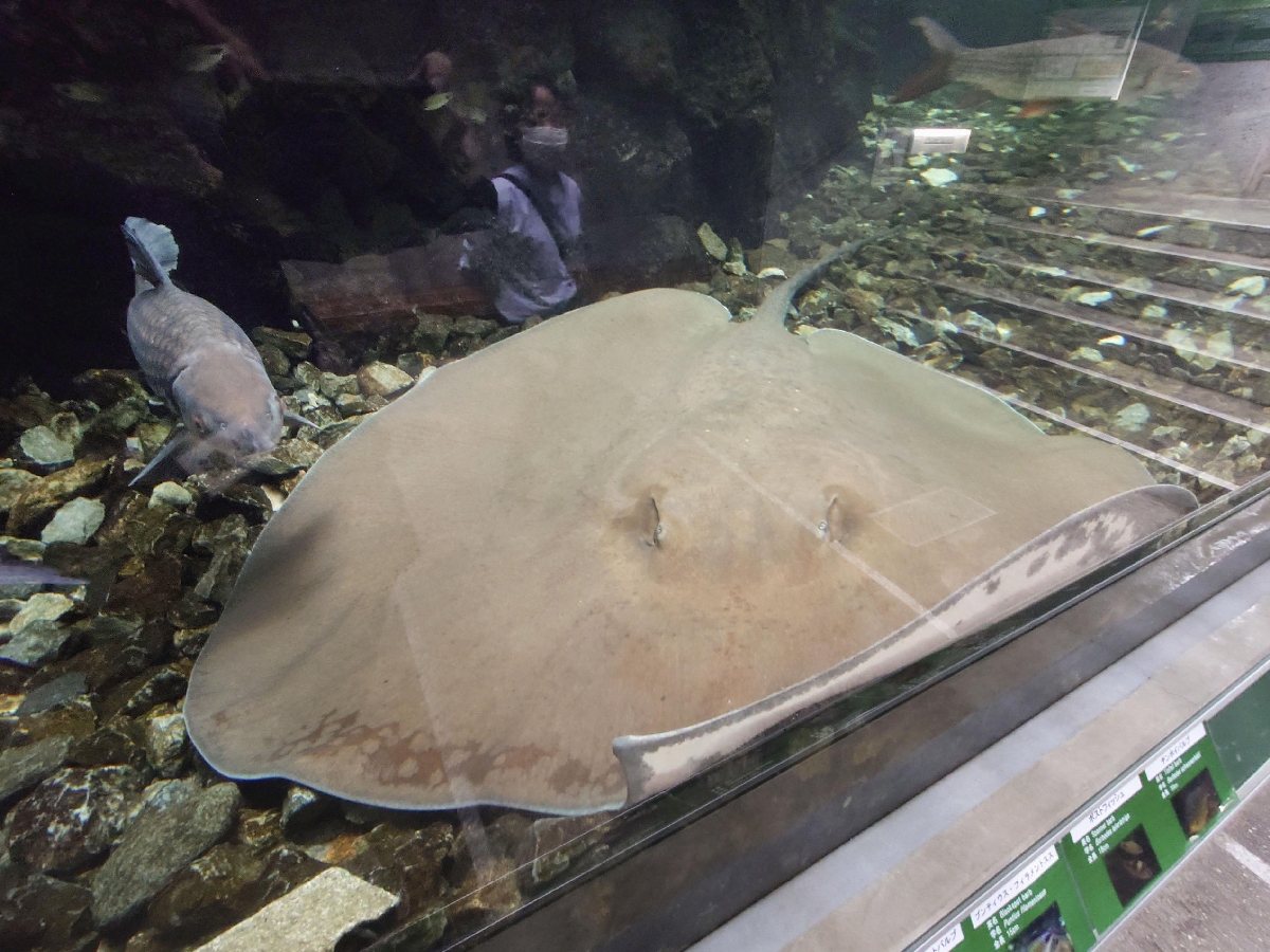 世界最大級の淡水エイ「ヒマンチュラ・チャオプラヤ」。全長2・7メートルのメスで名前は「チャオ」=東京都板橋区