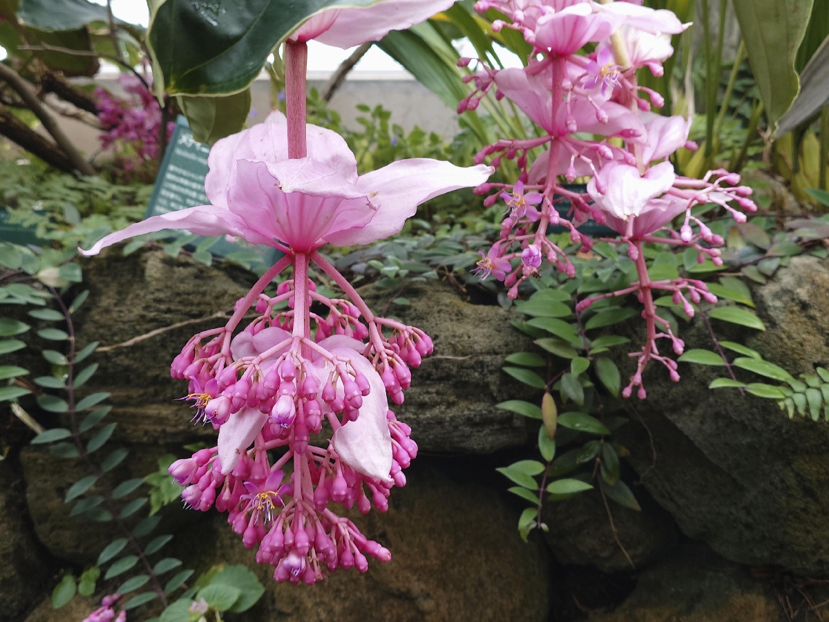 フィリピン諸島に分布するノボタン科「メディニラ　マグニフィカ」の花＝東京都板橋区