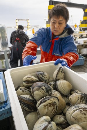 ホッキガイ平均単価、過去最高　キロ当たり507円、数量は過去最低／三沢漁港25年度