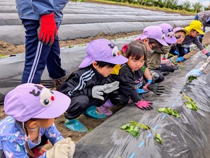 「早く大きく育ってね」 十和田・園児たちがサツマイモの苗植え