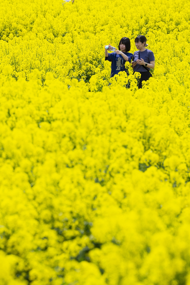 一面の菜の花を写真に収める来場者=11日、横浜町(岸山浩之撮影)