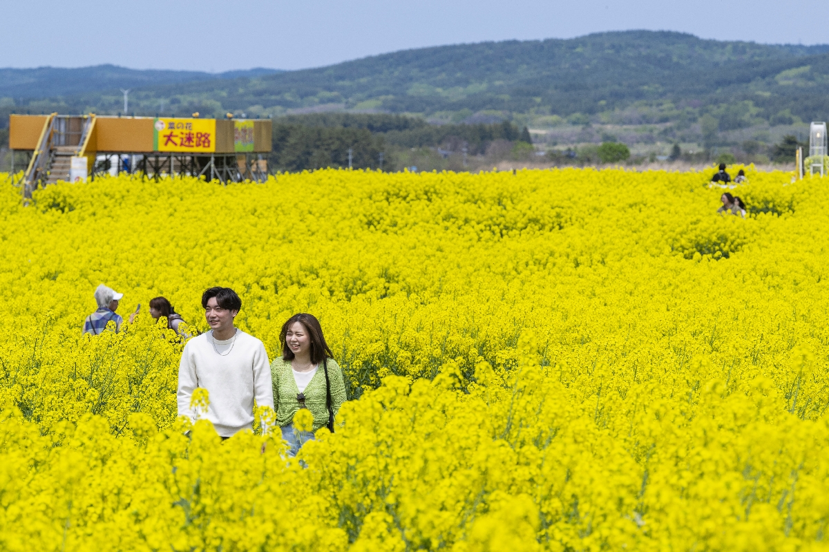 見頃を迎えた菜の花畑を歩く来場者=11日、横浜町