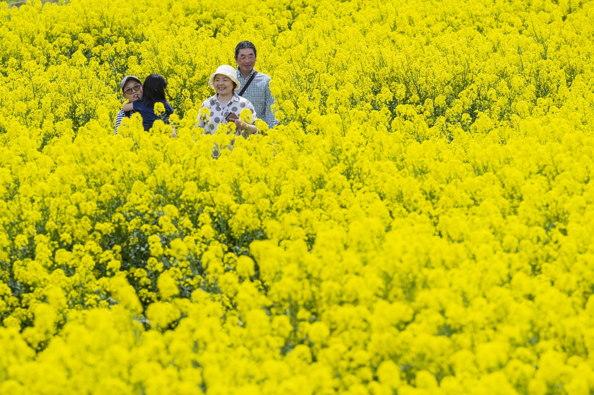 一面の菜の花を写真に収める来場者＝１１日、横浜町（岸山浩之撮影）