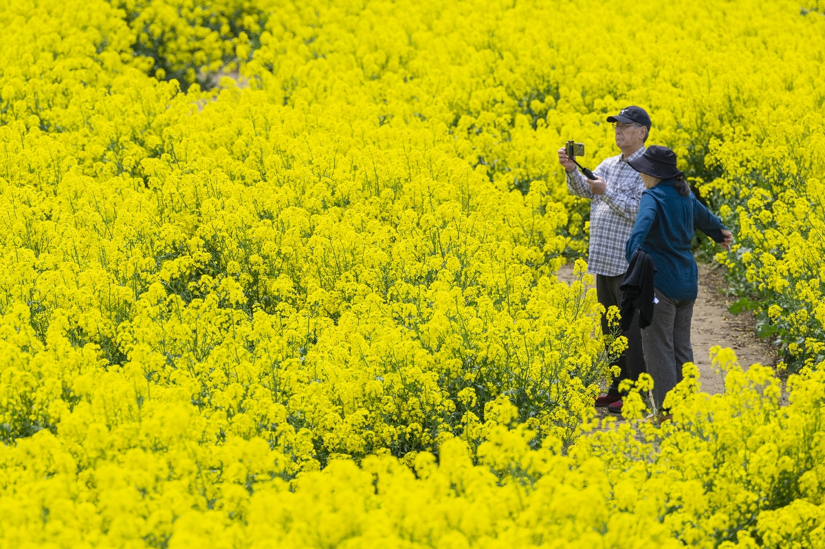 一面“黄色いじゅうたん”　横浜町・菜の花満開《📸×5》