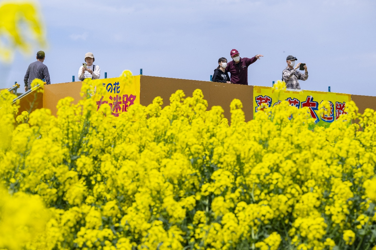 展望台から菜の花畑を眺める来場者＝１１日、横浜町