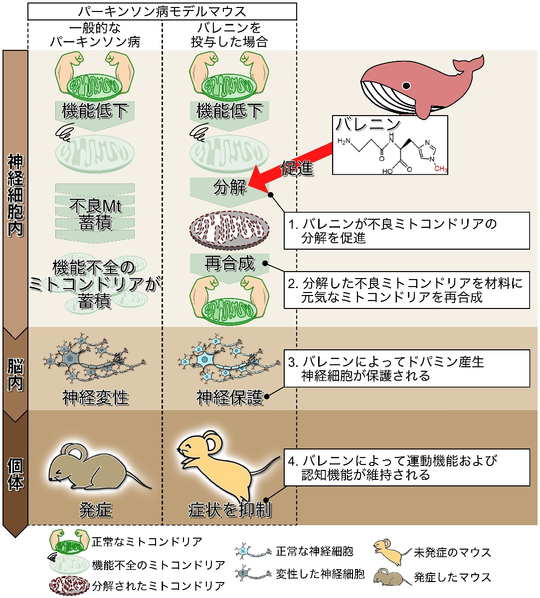 研究で示されたパーキンソン病に対するバレニンの作用の仕組み(尾﨑拓岩手大准教授提供)