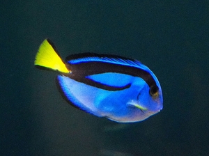 【生きもの大好き】季節来遊魚 温暖化で冬をこせるように