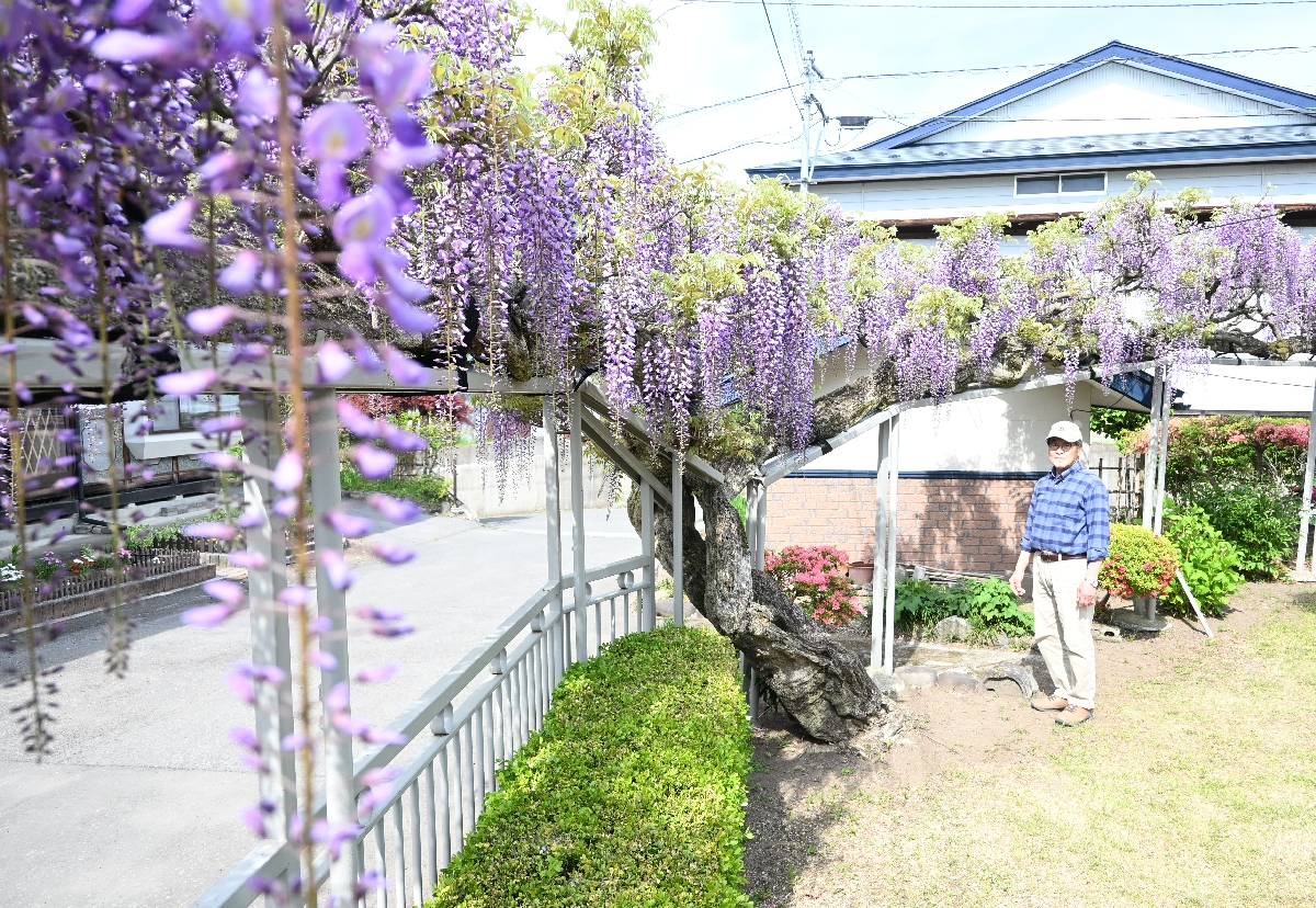 約50メートルの輪になって咲き乱れる福田さん方のフジ