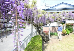 圧巻50メートル咲き乱れ　フジの花が見頃迎える　田子・福田さん方