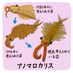 【古代のモンスター】アノマロカリス、全体の姿が明らかに　新たな仲間も見つかる