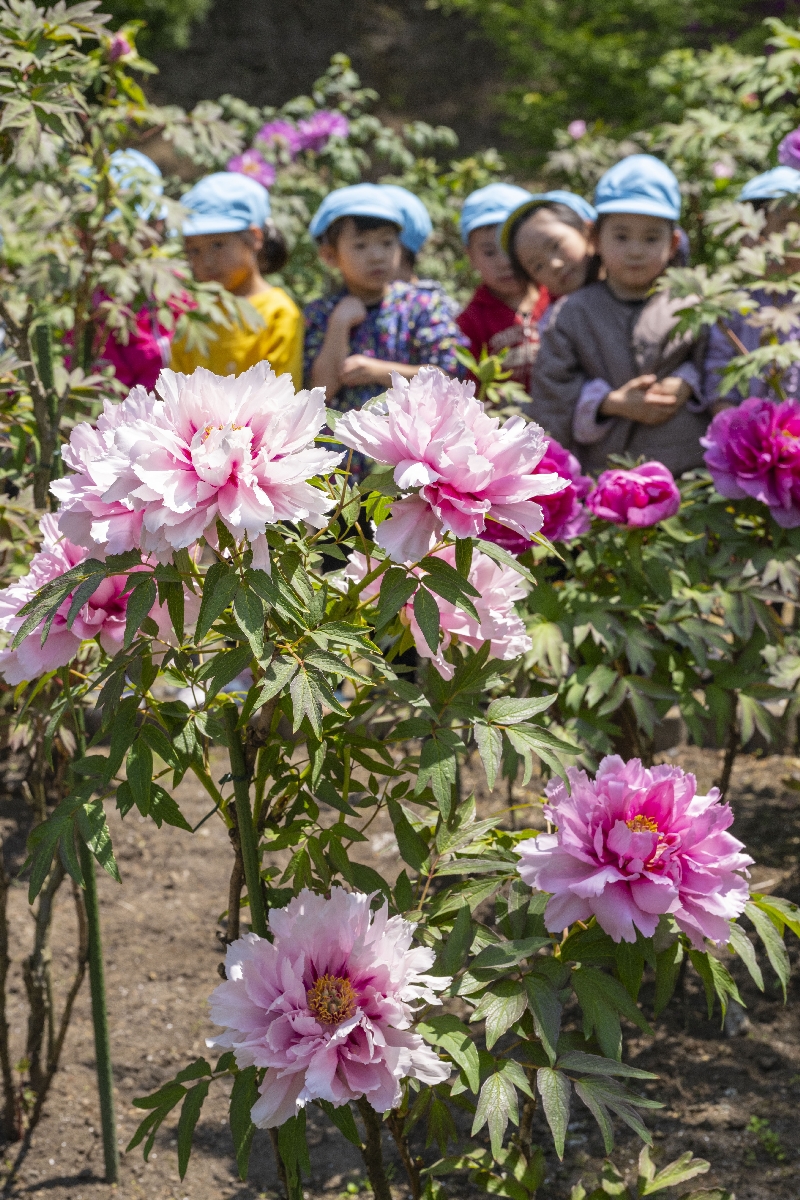 大輪の花を咲かせるボタン=13日、南部町大向の長谷ぼたん園(岸山浩之撮影)