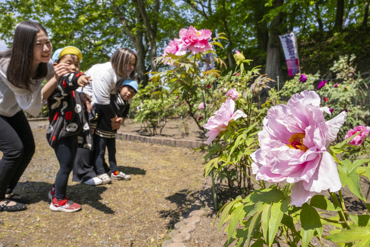大輪の花を咲かせるボタン＝１３日、南部町大向の長谷ぼたん園（岸山浩之撮影）
