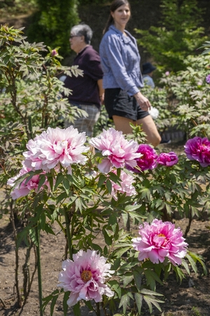 色とりどり、大輪の花が来場者魅了　ぼたんまつり開幕／南部町《📸×3》