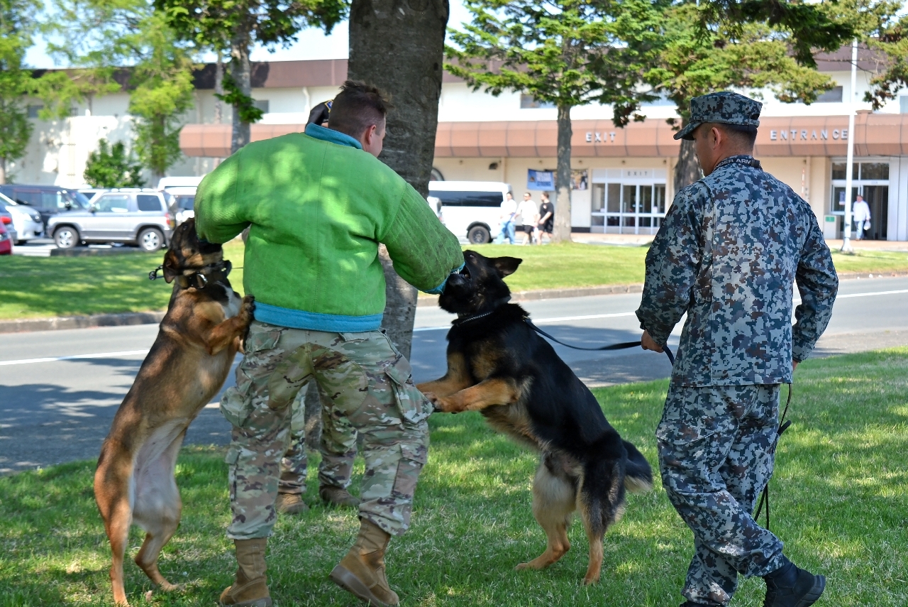 犯人役を追い詰める訓練を披露する米軍、航空自衛隊の大型犬