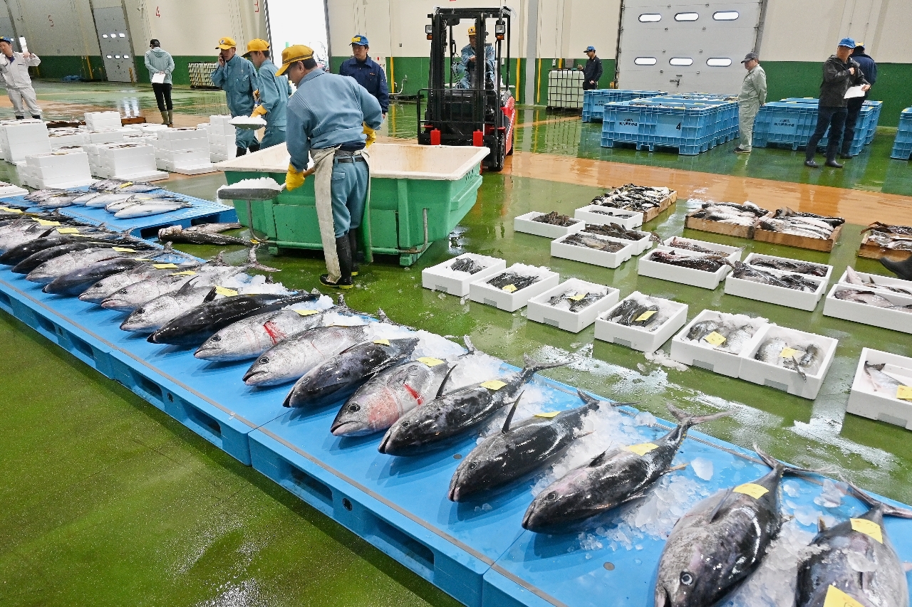 定置網船、今季初水揚げ マグロやマス、ソイなど/八戸市第2魚市場