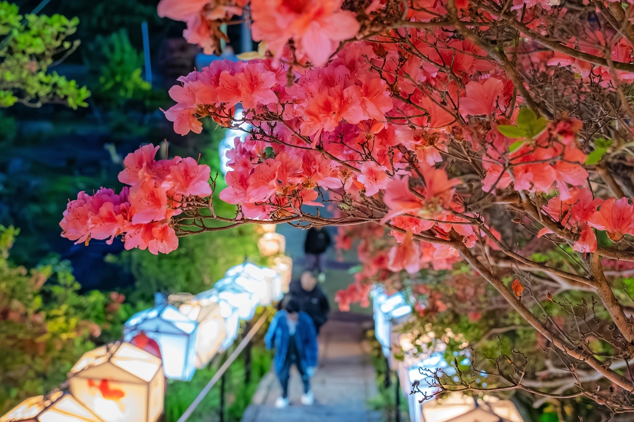 夜の顔もまた見事 ツツジの名所、天王神社でライトアップ/七戸