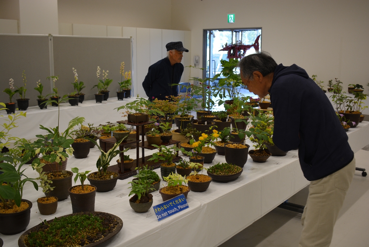 山野草に見入る来場者