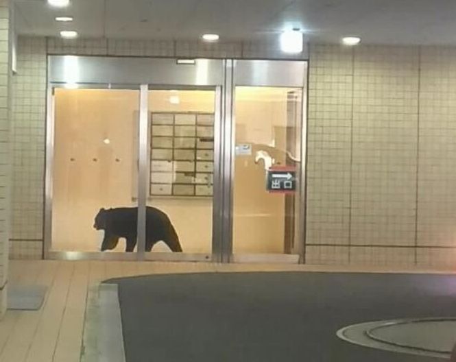 施設内に入り込んだツキノワグマ。午後６時15分ごろ駆除された＝15日、青森市（市民提供）