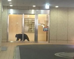 青森市の商業ビル侵入のクマを駆除
