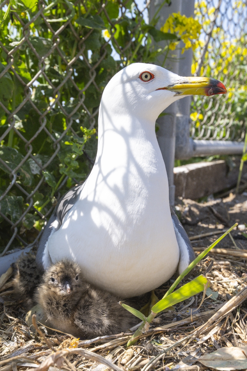 親鳥のおなかの下で愛くるしい姿を見せるひな=16日、八戸市鮫町の蕪島(岸山浩之撮影)
