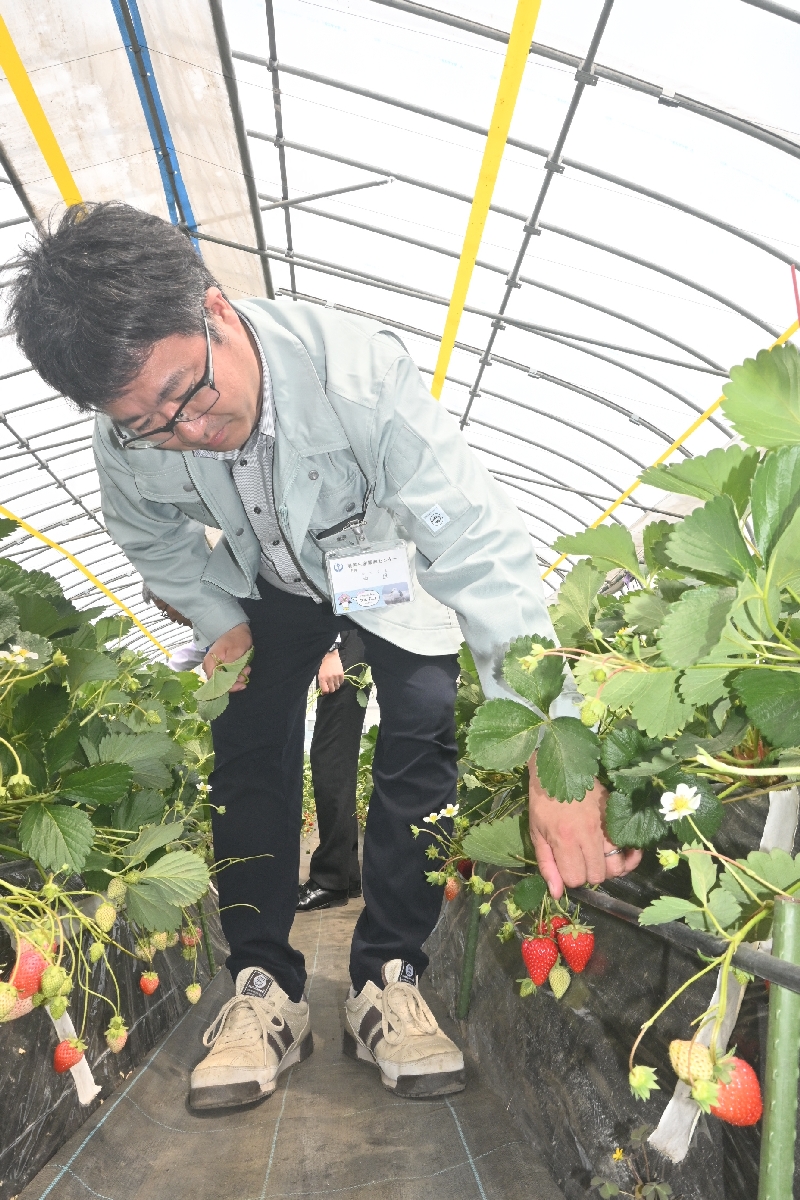 イチゴの調査をする八戸市農業生産振興センターの中里一希主幹=7日、同市