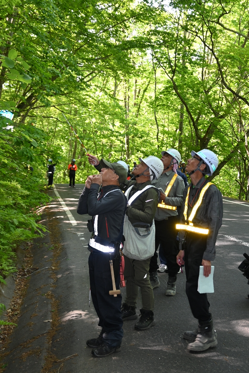 国道沿いの樹木の状態を調べる関係者＝１８日、十和田市